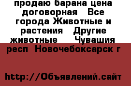 продаю барана цена договорная - Все города Животные и растения » Другие животные   . Чувашия респ.,Новочебоксарск г.